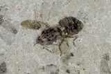 Fossil Insect Cluster - Green River Formation, Utah #109217-1